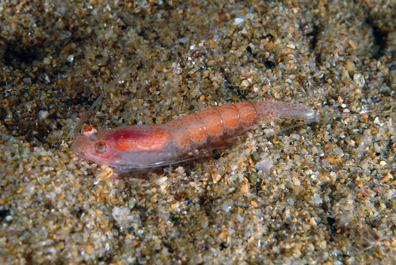 Lophogaster typicus